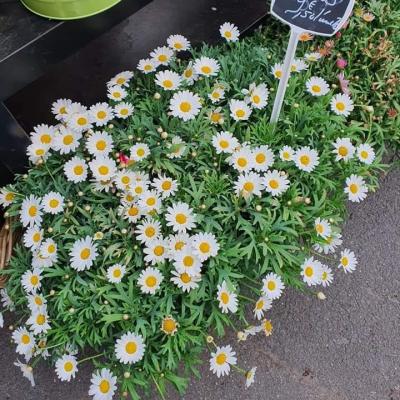 Anthemis Valenciennes